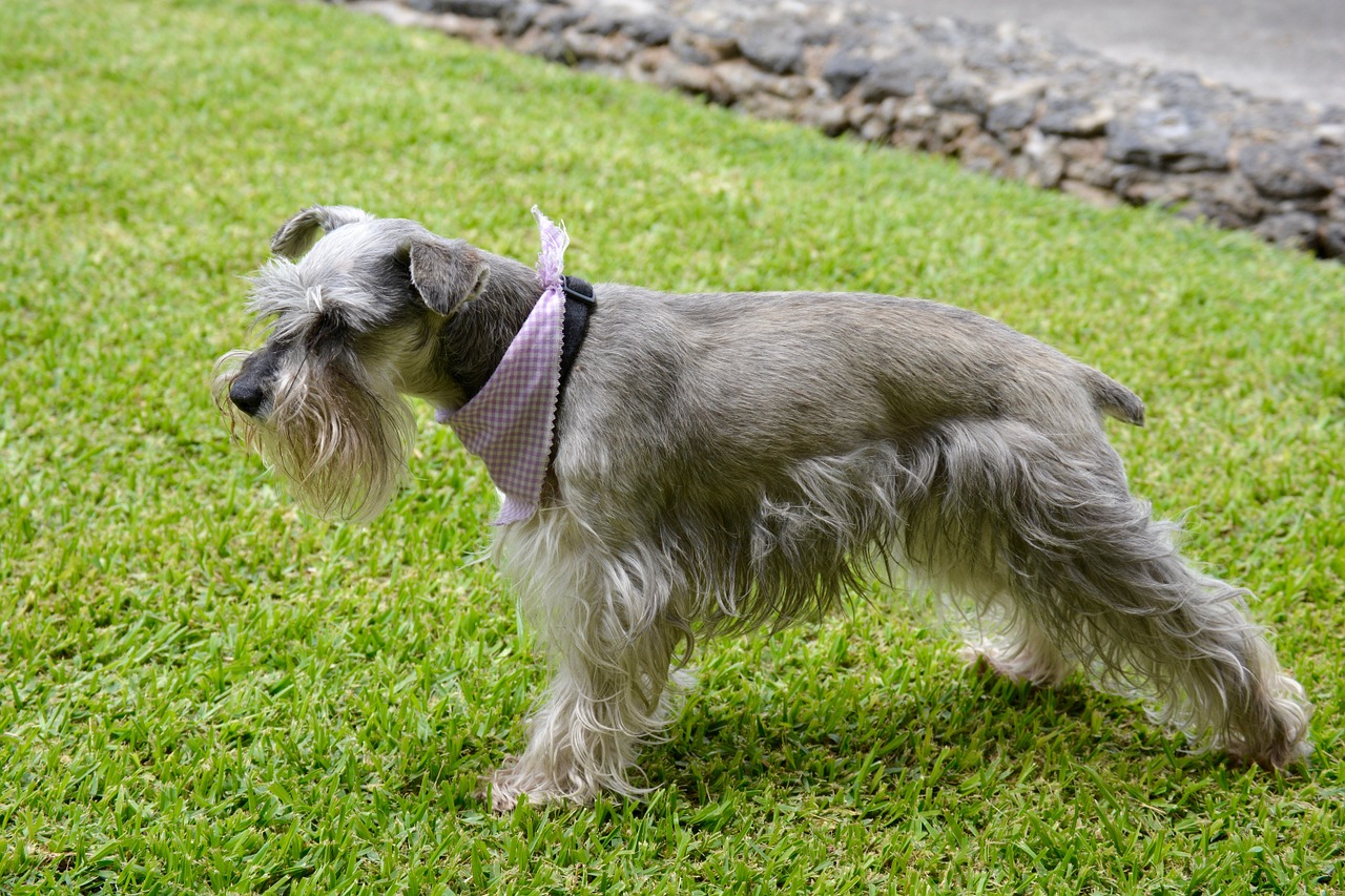 Peluquería Canina Corte De Raza Schnauzer Corte Asiatico Corte De Pelo Para Cachorros Schnauzer Peluquería Canina  Corte De Perro Schnauzer Corte Asiatico
