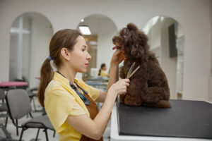 Top 5 Razas Perros Cuidados Especiales Peluquería