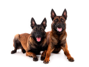 Razas de perro que no necesitan corte de pelo