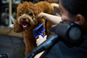 Perro miedo peluqueria