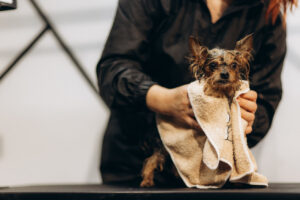 Cuidados perro Manto