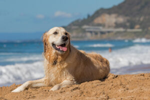 Limpieza perro Playa