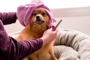 Peluquera canina profesional cepillando un perro Pomerania marrón con toalla rosa