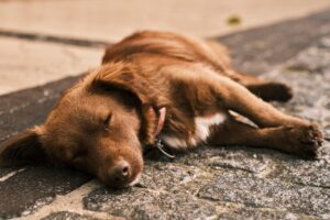 INICIO Perro con las almohadillas apoyadas sobre asfalto caliente en verano