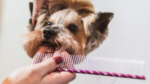Blog Propietario cepillando a su perro durante la muda de pelo en primavera