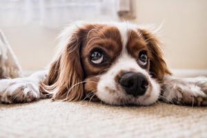 INICIO Peluquero canino secando las orejas de un perro tras el baño para prevenir la otitis canina en verano