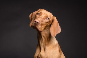 Blog Perro con pelaje apelmazado siendo trabajado con peine en peluquería canina