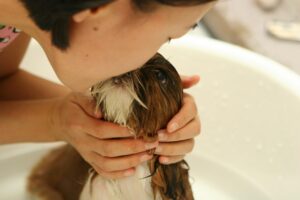 INICIO Cachorro siendo preparado en su primera visita a la peluquería canina