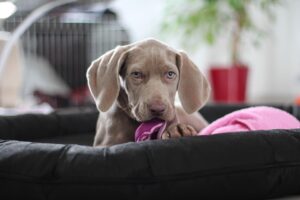INICIO Secado del perro tras el baño: por qué importa